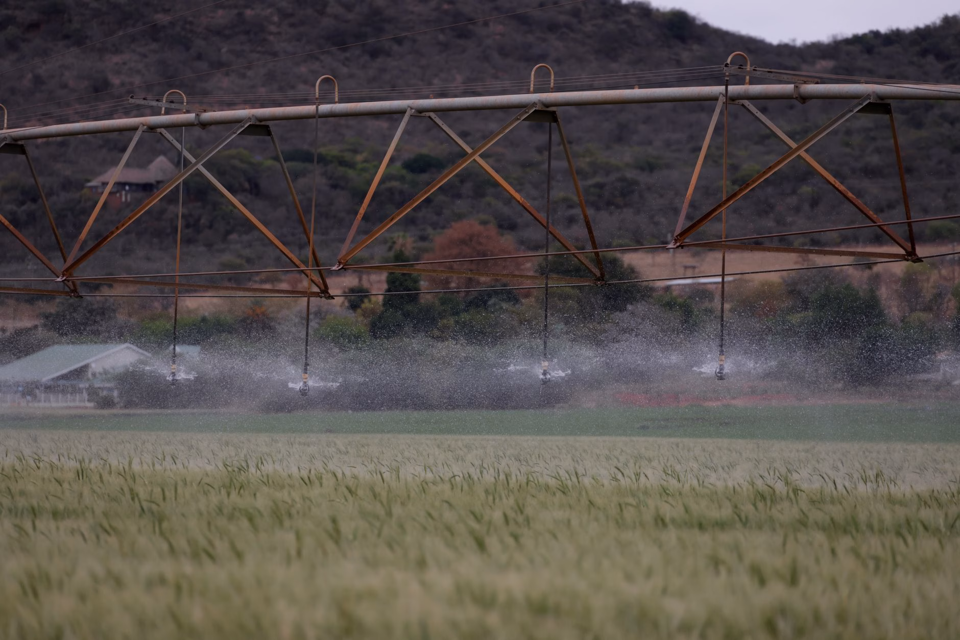 Pluie tombant sur des cultures agricoles de blé