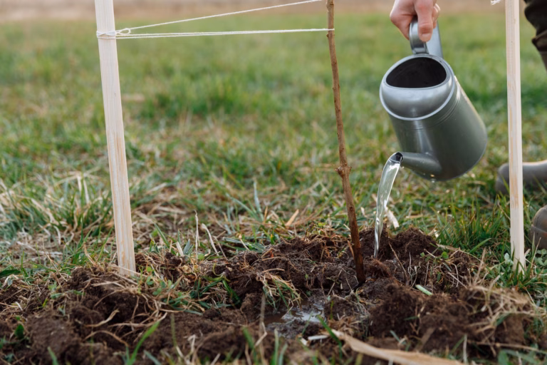 Ecosia, un moteur de recherche qui plante des arbres