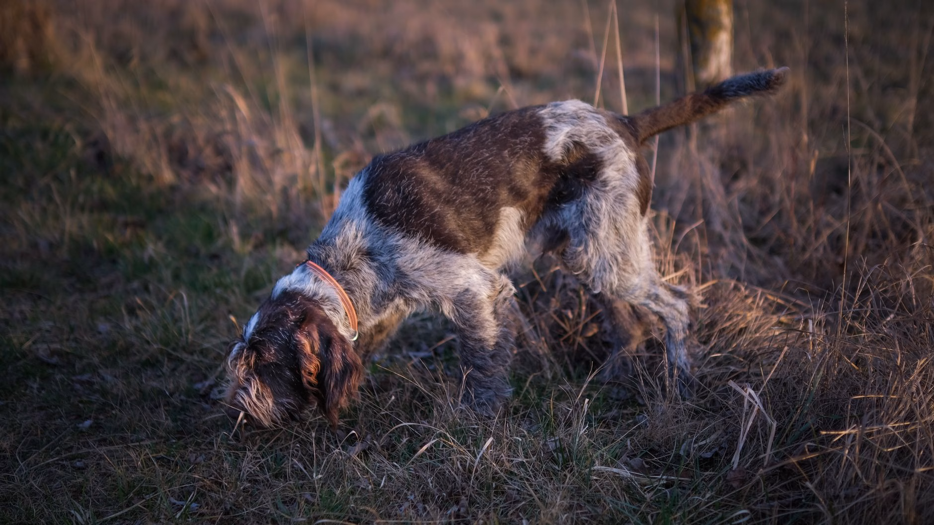 Un chien de chasse suivant une piste de flair