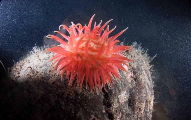 Liste rouge de l'UICN 2026 : grands fonds marins menacés et leçons d'espoir pour la biodiversité
