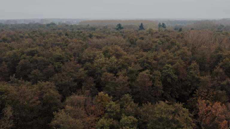 Intelligence artificielle et drones : la technologie DINOvTree au secours de la biomasse forestière