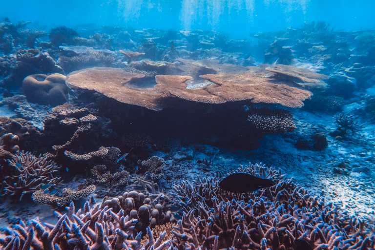 Protection des océans : le Traité sur la haute mer entre enfin dans sa phase d'action