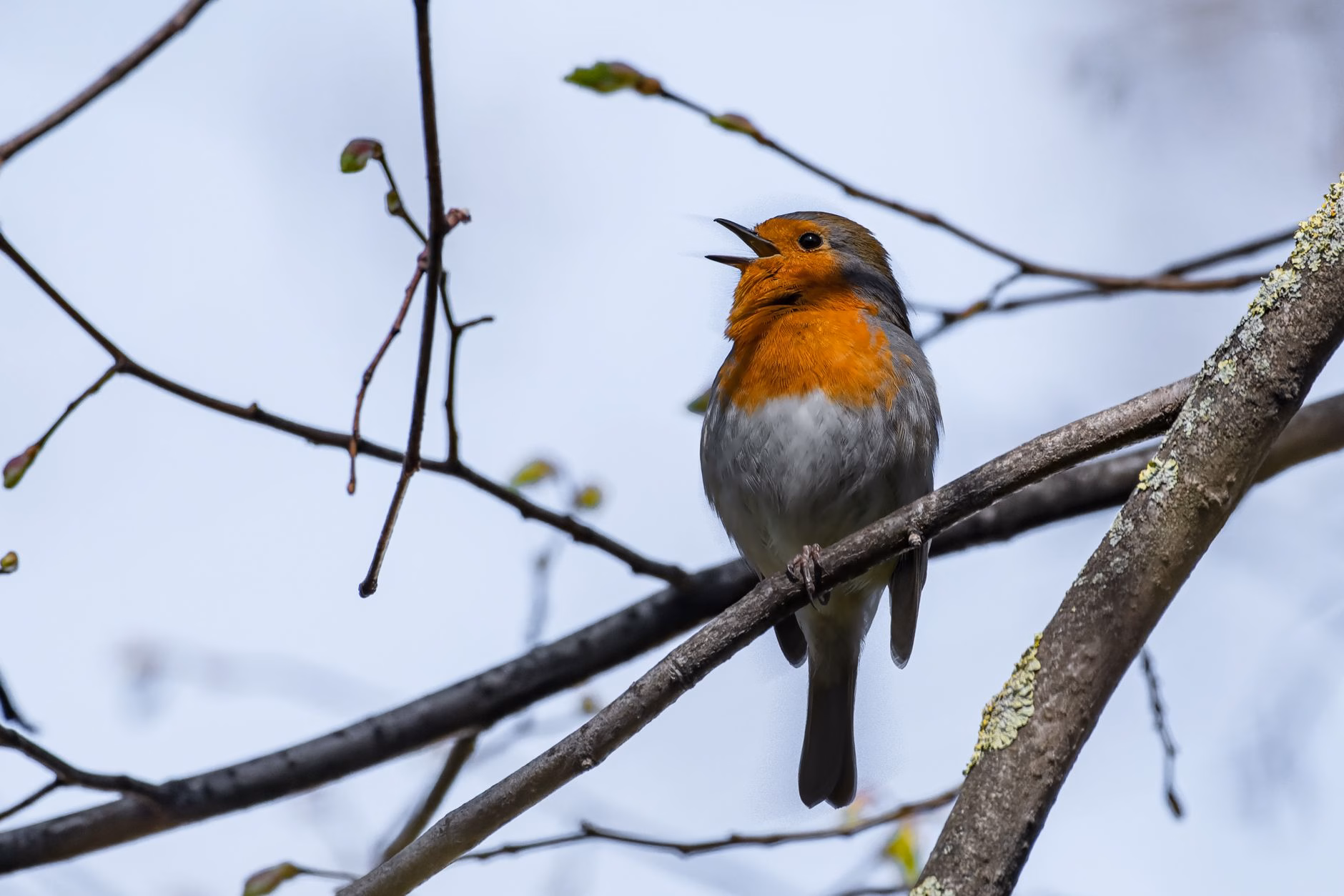 Oiseau chanteur posé sur une branche au cœur de la végétation